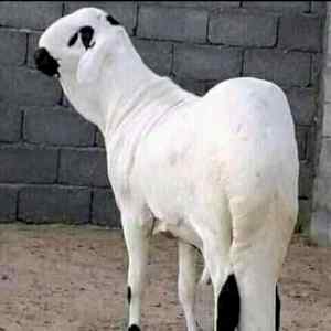 قصاب ماهر بحي المروه 0َ556418907 