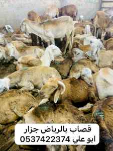 قصاب ماهر شرق الرياض جزار 0537422374