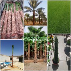 abowad